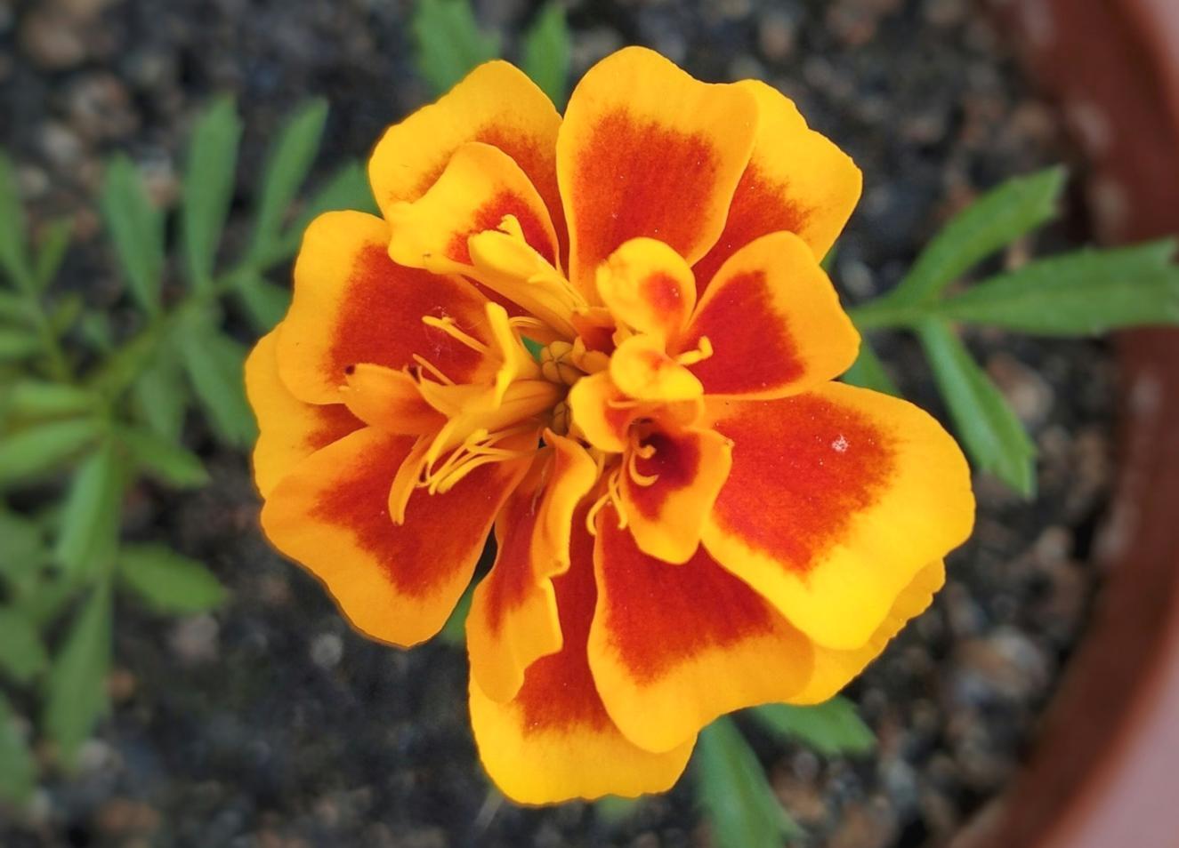 Setting up personalized floral display at client venue